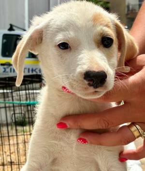dog image